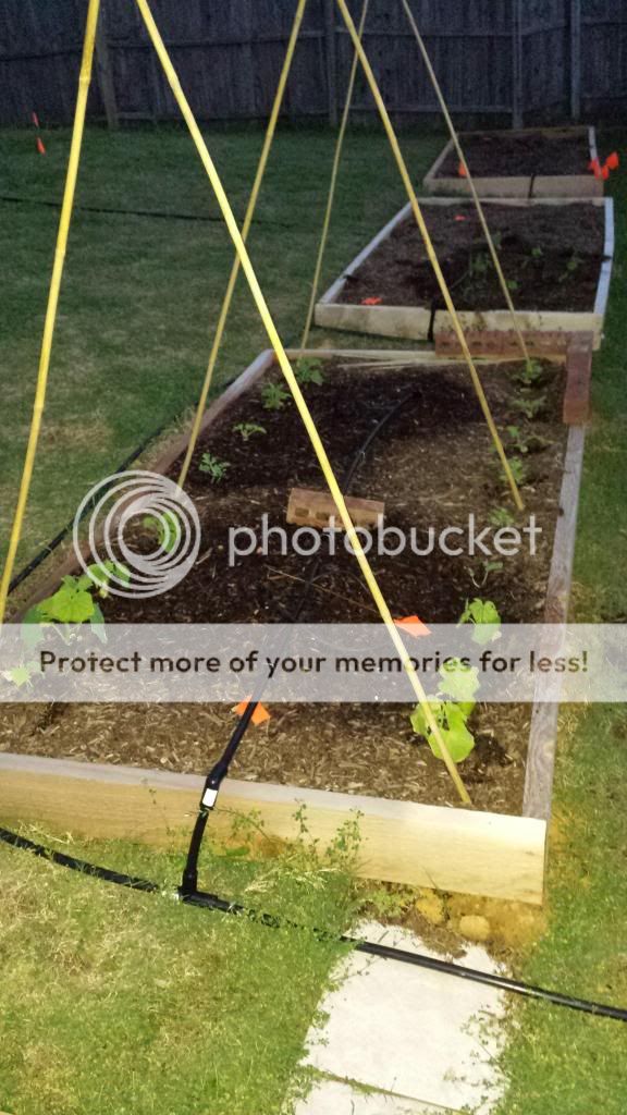  photo 2014-05-15203733_zps34b9e52a.jpg